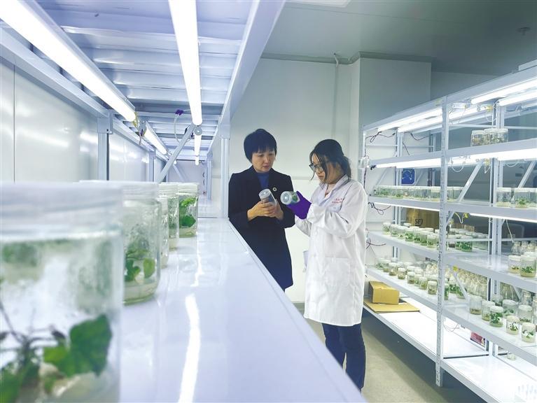 12月17日，西北农林科技大学安康中药材试验示范站，科研人员在观察组培苗。.jpg