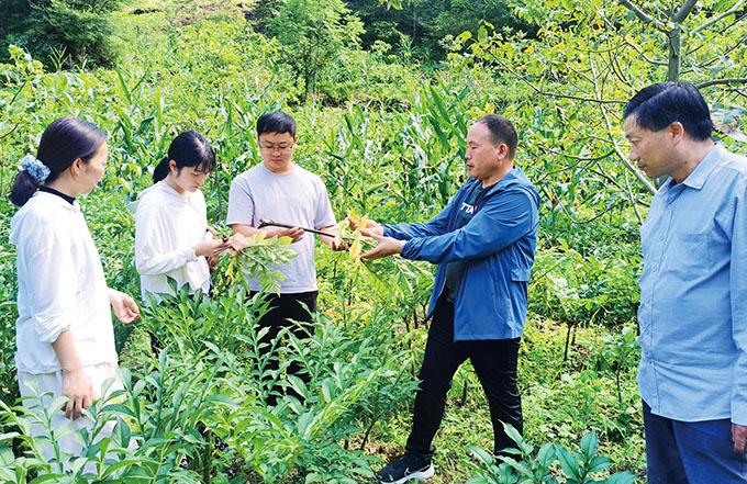 安康学院沈川教授（左三）调研魔芋玉米套种病虫害发生情况.jpg