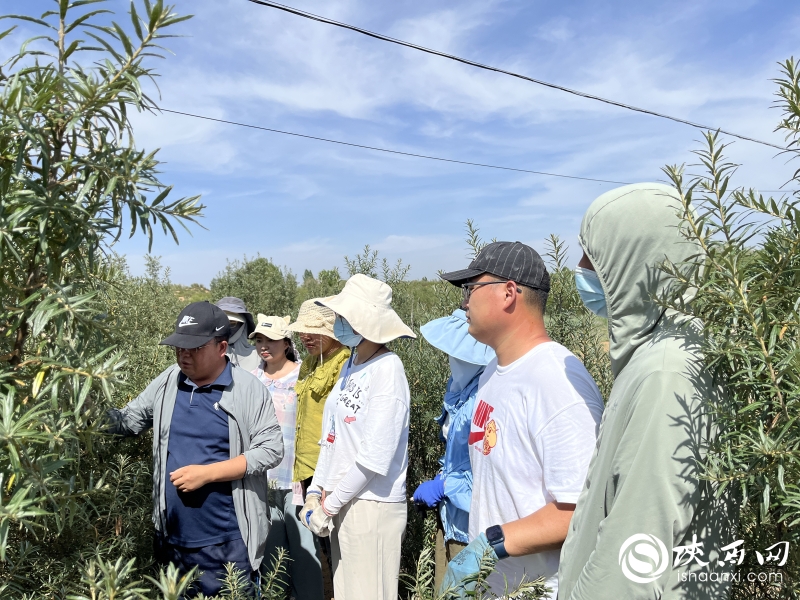 试验田就是课堂，榆阳沙棘科技小院首席科学家段义忠教授为学生讲授沙棘知识。