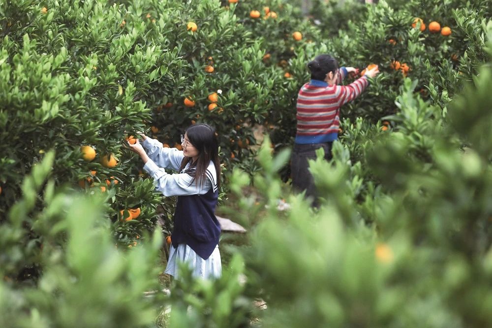图为游客在柑橘种植基地采摘.jpg