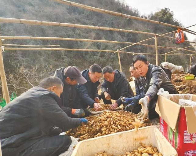 2月12日，在勉县长沟河镇汪家河村天麻育种基地，村民将刚收获的天麻零代种装箱。 .jpg