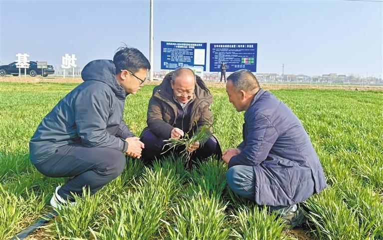 3月10日，西北农林科技大学农学院教授王东（中）在扶风县午井镇的麦田里，为农户传授种植技术。 受访单位供图.jpg