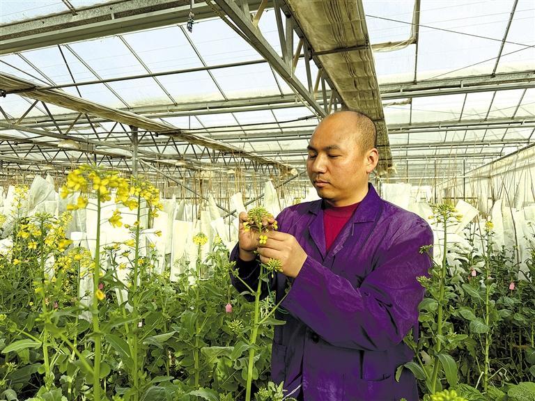 2月27日，在陕西省杂交油菜研究中心育种加代温室，关周博开展油菜杂交育种工作。.jpg